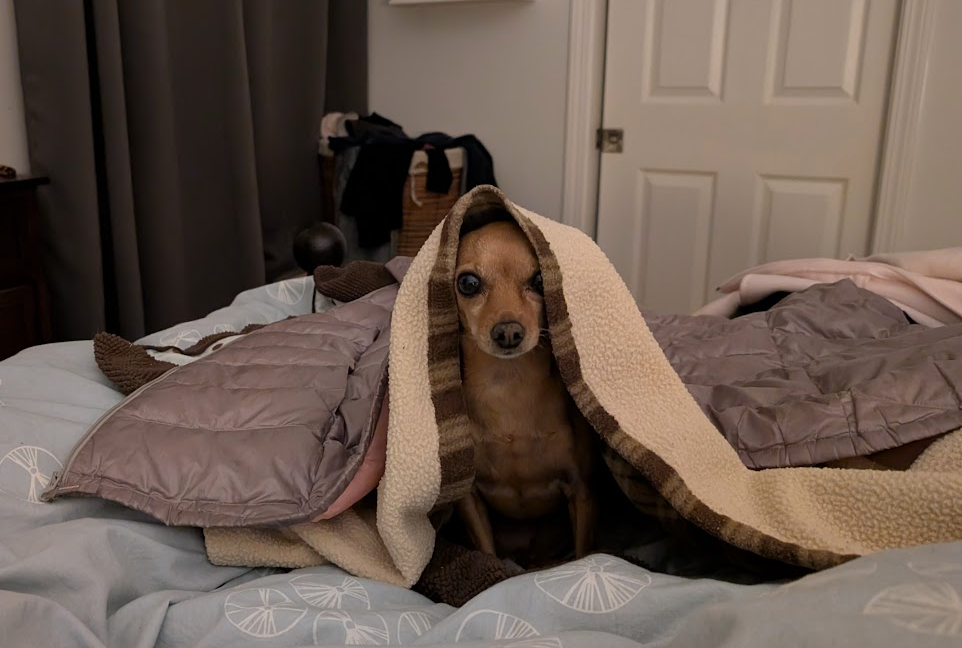 Piper